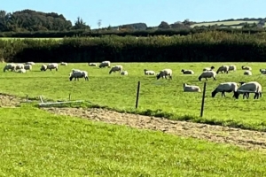 没绷住😂200只羊入侵球场并留下遍地粪便,英国一球赛被迫推迟 没绷住😂200只羊入侵球场并留下遍地粪便,英国一球赛被迫推迟