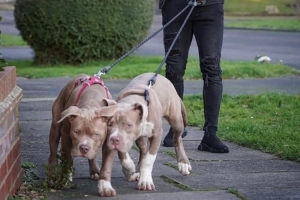 太阳报:前西汉姆球员本拉赫马被指控其饲养的斗牛犬伤人 太阳报:前西汉姆球员本拉赫马被指控其饲养的斗牛犬伤人