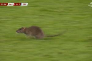 防得了进球防不住鼠鼠!一老鼠闯入球场,库尔图瓦想抓住但未得手 防得了进球防不住鼠鼠!一老鼠闯入球场,库尔图瓦想抓住但未得手