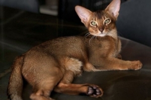 巴舒亚伊的爱猫出车祸需手术,球员社媒发文寻求另一只猫献血 巴舒亚伊的爱猫出车祸需手术,球员社媒发文寻求另一只猫献血